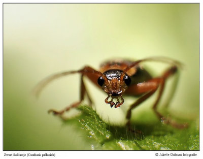 size: 1,2 cm