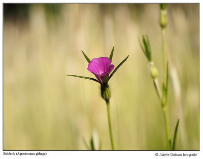 
Heemtuin Arnhem 7 juni 2015