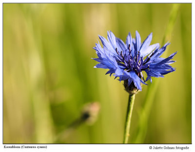 
Heemtuin Arnhem 7 juni 2015