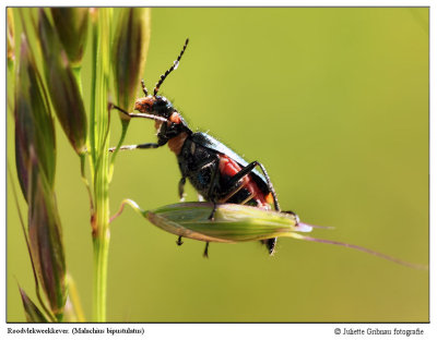1 cm
Heemtuin Arnhem 7 juni 2015