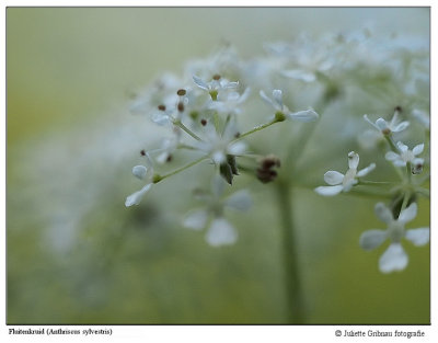 
Heemtuin Arnhem 7 juni 2015