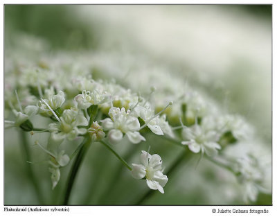 
Heemtuin Arnhem 7 juni 2015