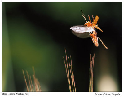 1 cm
Heemtuin Arnhem 7 juni 2015