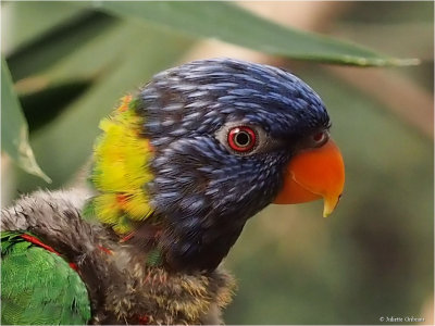 papegaai_parrot