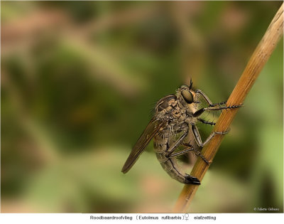 this female robberfly is laying her eggs