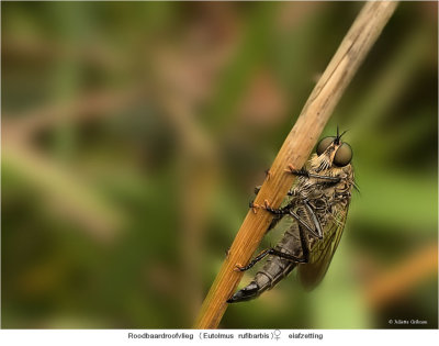 this female robberfly is laying her eggs
