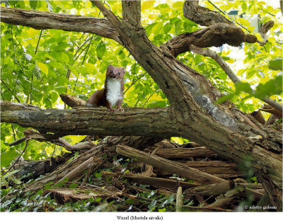 Wezel_Mustela nivalis