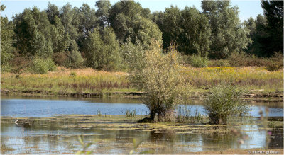 Millingerwaard