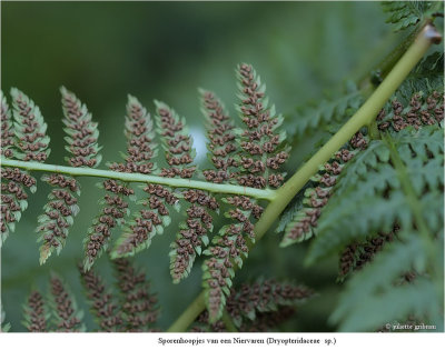 fern-seeds