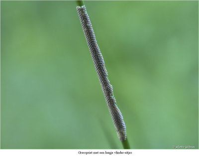 butterfly-eggs on the tip of a grass-leaf