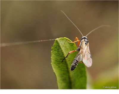 sluipwesp man, Ichneumonidae sp