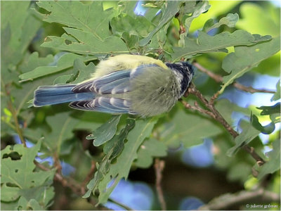 
pimpelmees (Cyanistes caeruleus)
