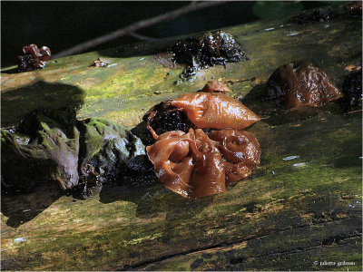  judasoor (Auricularia auricula-judae)