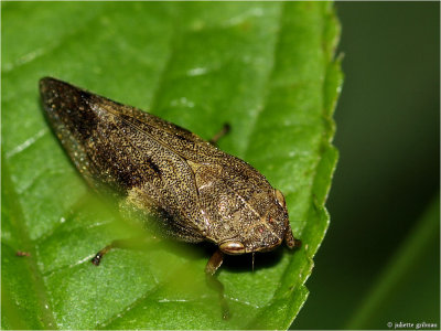  schuimcicade (Philaenus spumarius)