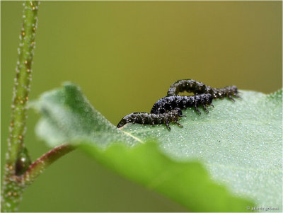 larven van een bladwesp; larvea of a sawfly