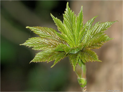 beuk (Fagus sylvatica)