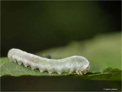 larve van een bladwespsoort-- larva of a sawfly