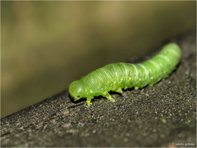 larve van een bladwesp _ larva of a sawfly