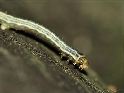 larve van een bladwesp _ larva of a sawfly