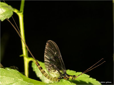 haften_ephemeroptera