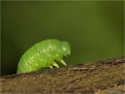 larve van een bladwesp; larva of a sawfly