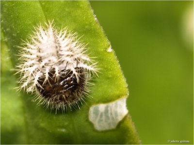 
24-stippelig Lieveheersbeestje (Subcoccinella vigintiquattuorpunctata), larve
