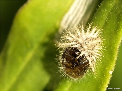 
24-stippelig Lieveheersbeestje (Subcoccinella vigintiquattuorpunctata), larve
