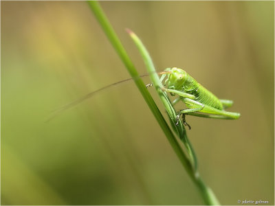 struiksprinkhaan (Leptophyes punctatissima) 