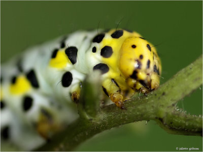 rups van de helmkruidvlinder (Cucullia (Shargacucullia)