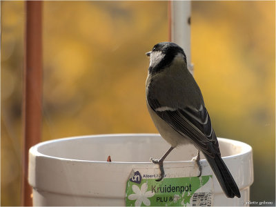 
pimpelmees (Cyanistes caeruleus)
