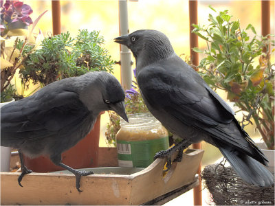 kauw (Corvus monedula),
op mijn balkonnetje _ on my little balcony
