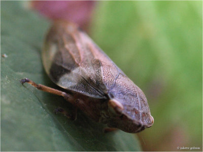 schuimcicade (Philaenus spumarius)