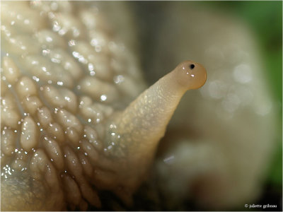 wijngaardslak (Helix pomatia)