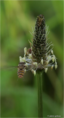 zweefvlieg(Syrphidae sp.) op Smalle weegbree (Plantago lanceolata)
