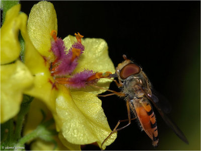 zweefvlieg(Syrphidae sp.) op zwarte toorts (Verbascum nigrum)