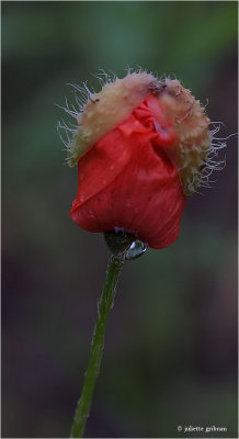 Klaproos (Papaver)