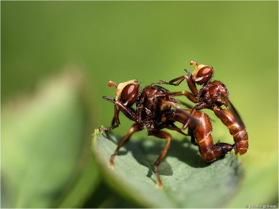 Roestbruine kromlijf (Sicus ferrugineus)