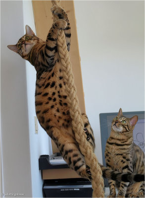 bengaalse kat