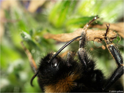 hommel (bombus)