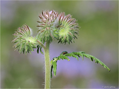 Phacelia of bijenbrood (Phacelia tanacetifolia) 