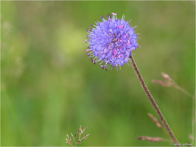 Blauwe knoop (Succisa pratensis)