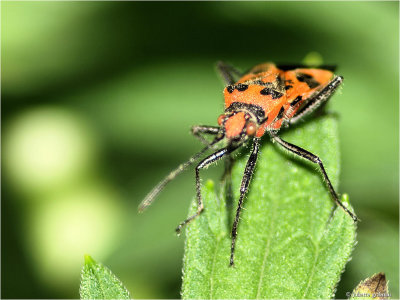 Kaneelwants (Corizus hyoscyami)