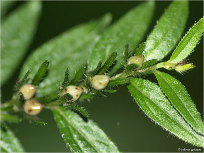 glad parelzaad (Lithospermum officinale)