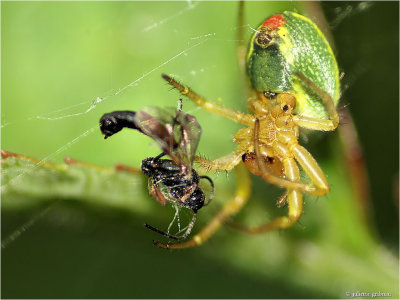 gewone komkommerspin (Araniella cucurbitina)