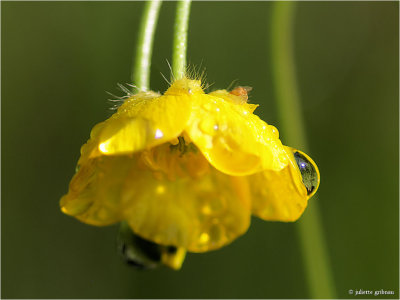 scherpe boterbloem (Ranunculus acris) 