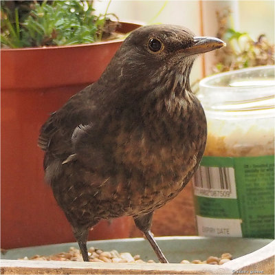 merel, vrouwtje (Turdus merula) _ blackbird-female