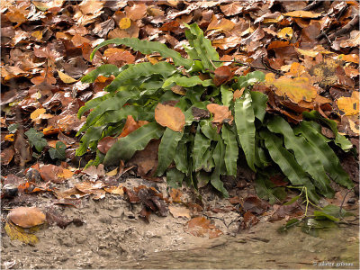 tongvaren (Asplenium scolopendrium)