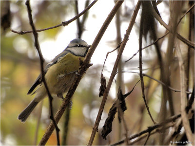 
pimpelmees (Cyanistes caeruleus)
