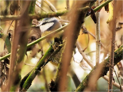 
pimpelmees (Cyanistes caeruleus)
