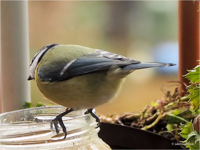 
pimpelmees (Cyanistes caeruleus)
